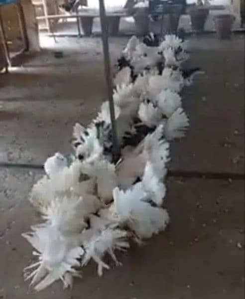 Faizan Fancy Pigeon Breeding Farm 12