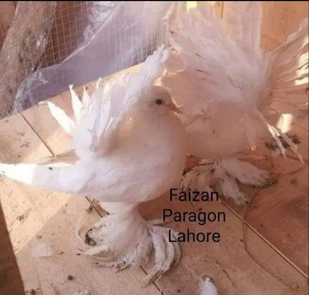 Faizan Fancy Pigeon Breeding Farm 14