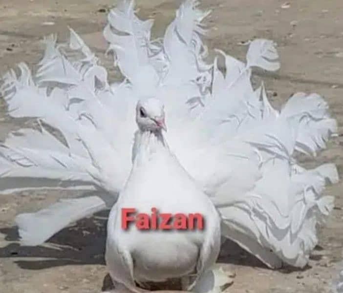 Faizan Fancy Pigeon Breeding Farm 15