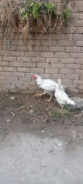 heera aseel eggs for sale