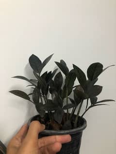 Rare Black Zz Plant Indoor Plant