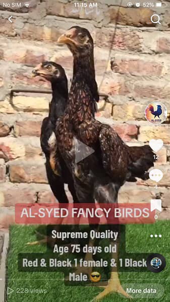 OH-Shamo chicks 100% pure guarantee by Al-Syed Fancy Birds Mirpurkhas 5