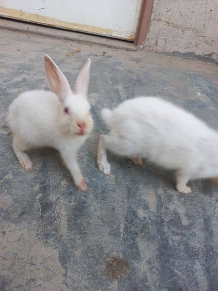 white rabbit red eyes pair - Rabbits - 1075235896