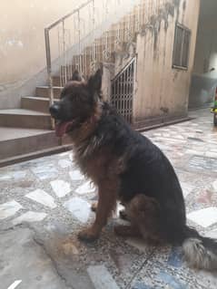 Long coat Gsd male for sale