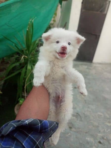 pink nose russian pup. py /puppy/Dog for sale 18