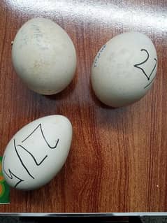 Peacock eggs for sale