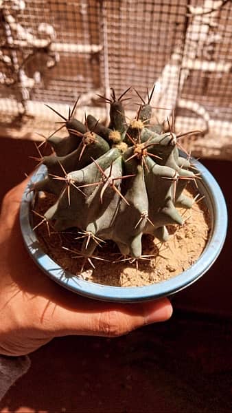 Cactus plants 15