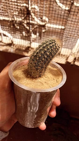 Cactus plants 16