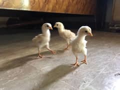 heera breed quality 3 chicks