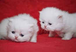 pyre persian breed kittens male female both available