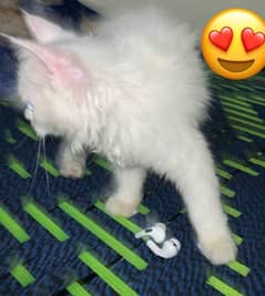 original persian cat for sale