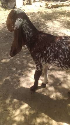 goats 3 years old pregnant