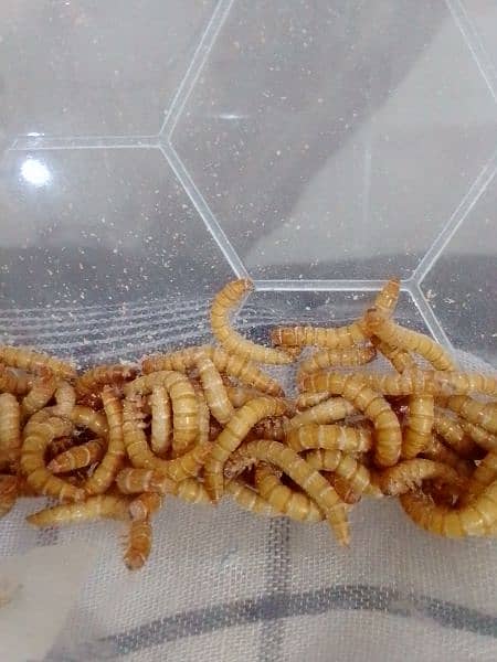 Mealworms and Beetles 1