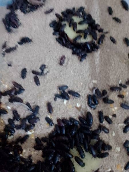 Mealworms and Beetles 2