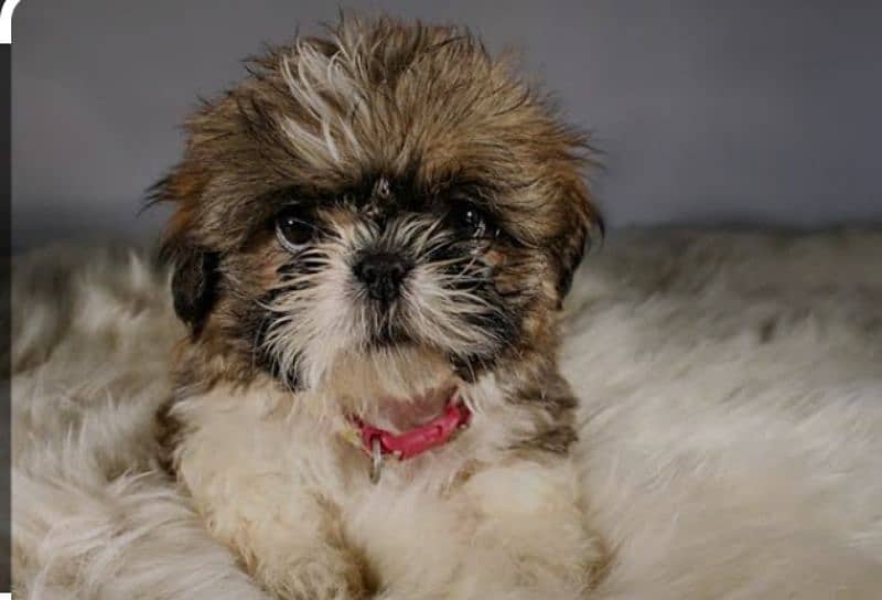 shih tzu puppies available 03003227166 1