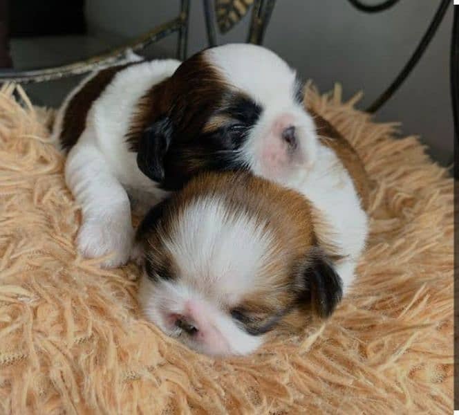 shih tzu puppies available 03003227166 2