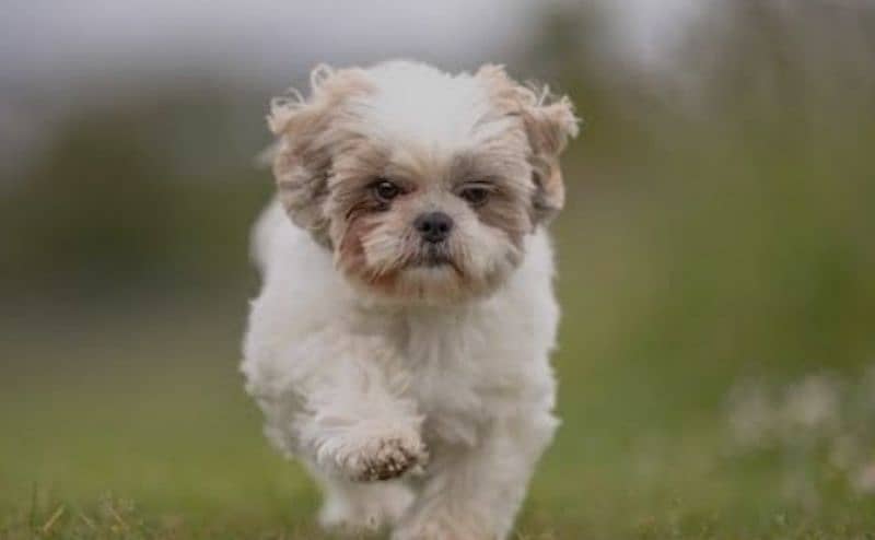 shih tzu puppies available 03003227166 4