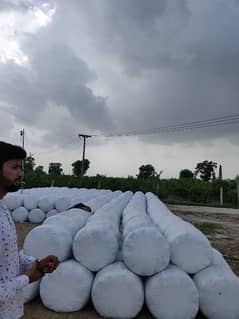 MAIZE CORN SILAGE