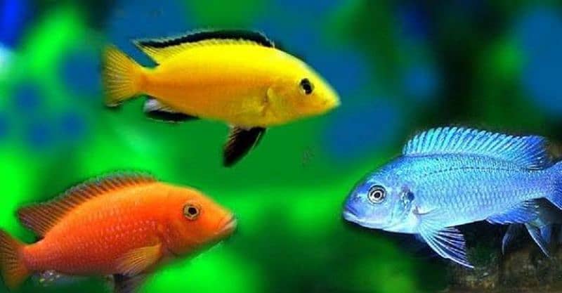 imported fishes new & use aquriums 13