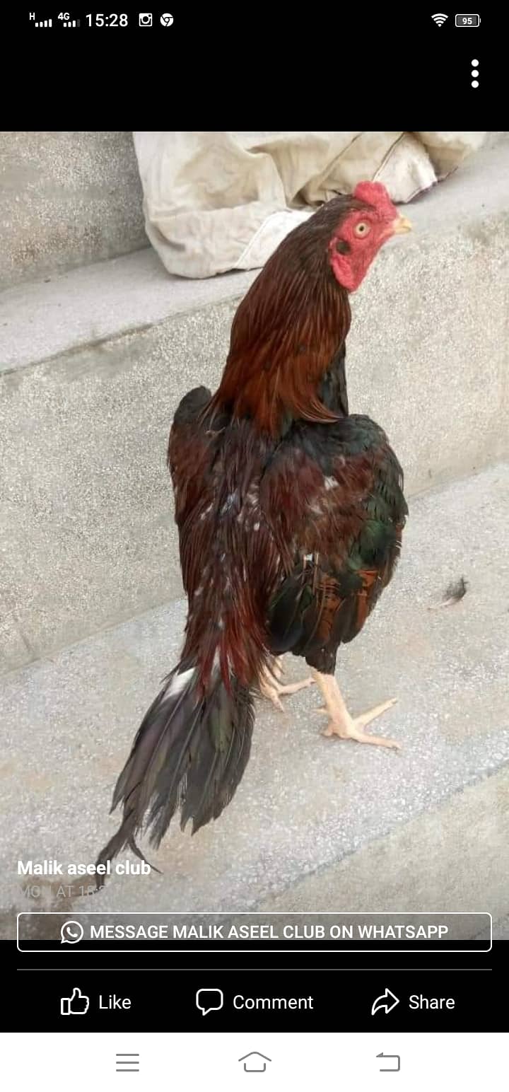 for sale urgent Hens 1073081003