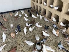 mix fancy pigeon for sale 0
