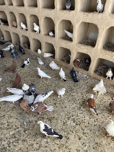 mix fancy pigeon for sale 2