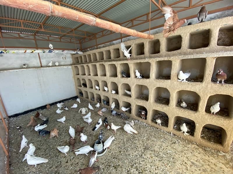 mix fancy pigeon for sale 6