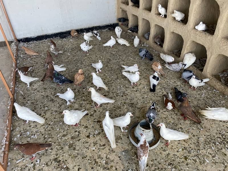 mix fancy pigeon for sale 7