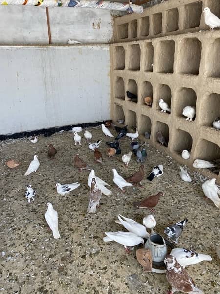 mix fancy pigeon for sale 8