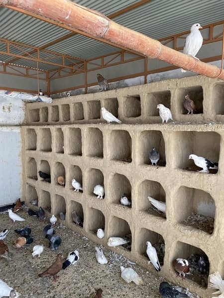mix fancy pigeon for sale 9