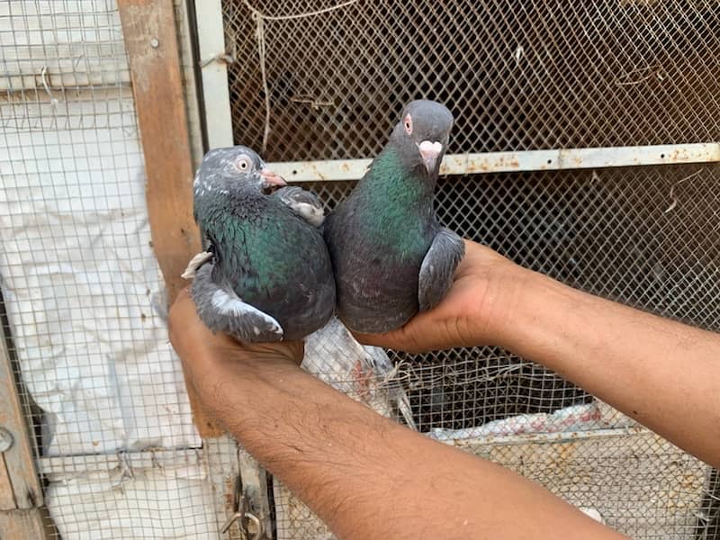 pigeons for sale 3