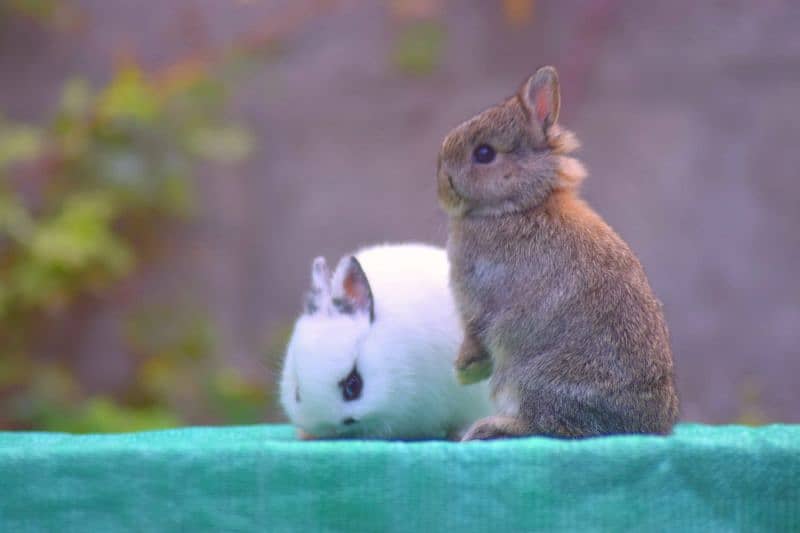 CASH on DELIVERY Nederland Dwarf Rabbits 0