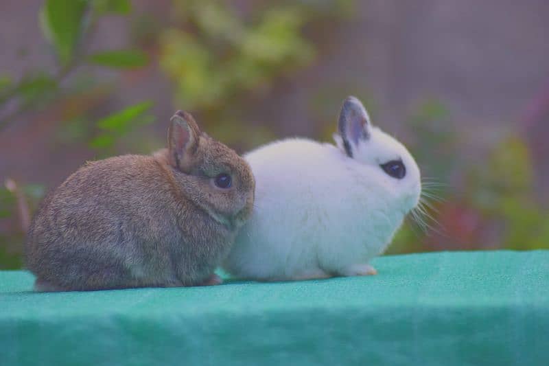 CASH on DELIVERY Nederland Dwarf Rabbits 1