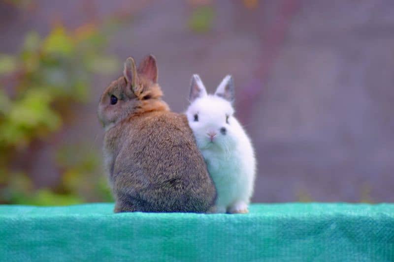 CASH on DELIVERY Nederland Dwarf Rabbits 3