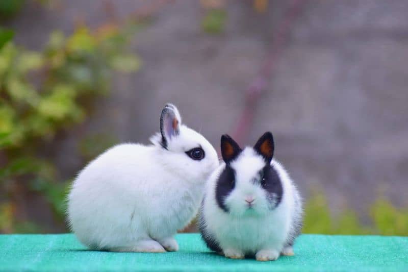 CASH on DELIVERY Nederland Dwarf Rabbits 4