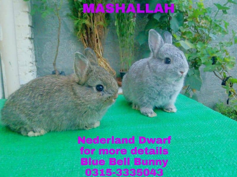 CASH on DELIVERY Nederland Dwarf Rabbits 5