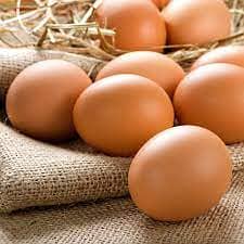 Muska, Bengum high quality high price 100% Fertile egg available 5