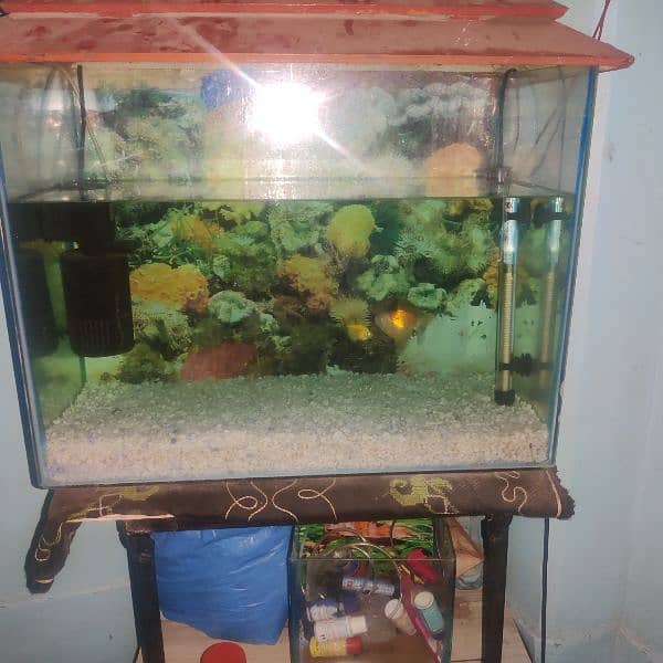 2 pecs  aquariums 1 small and 1 Large ready to start 1