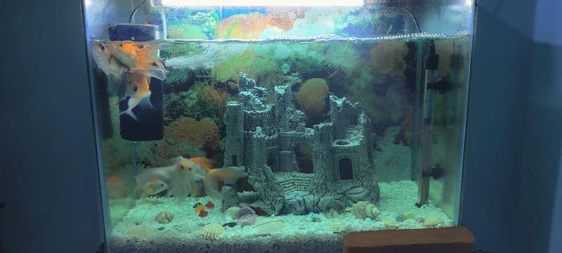 2 pecs  aquariums 1 small and 1 Large ready to start 4