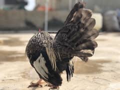 Fancy Rose comb hen murgi pair