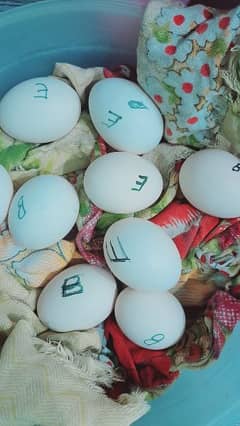 Fancy English game eggs available