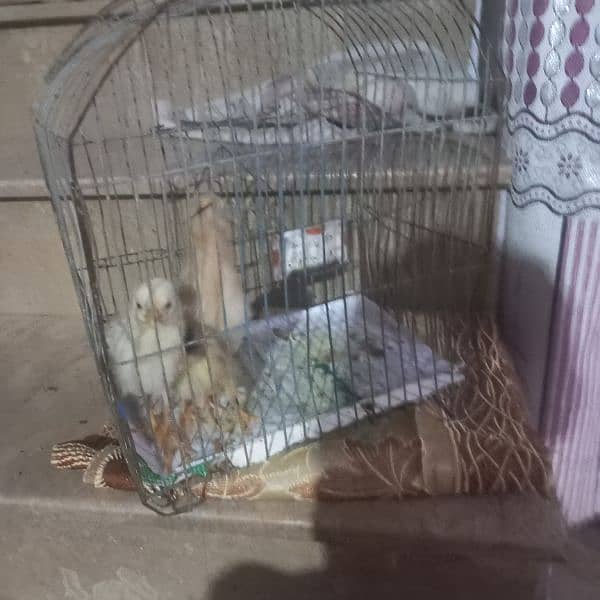 chicks for sale chuza pingra for sale 1