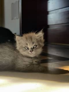 Persian Grey - Cats For Sale In Islamabad | Olx Pakistan