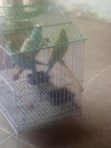 Vedic Age  Australian Parrot Shop Despaired 2