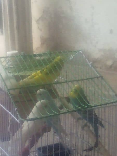 Vedic Age  Australian Parrot Shop Despaired 4