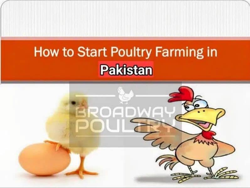 Start Poultry Farming Business | Farm Chick Chicken Broiler Layer Hens 0