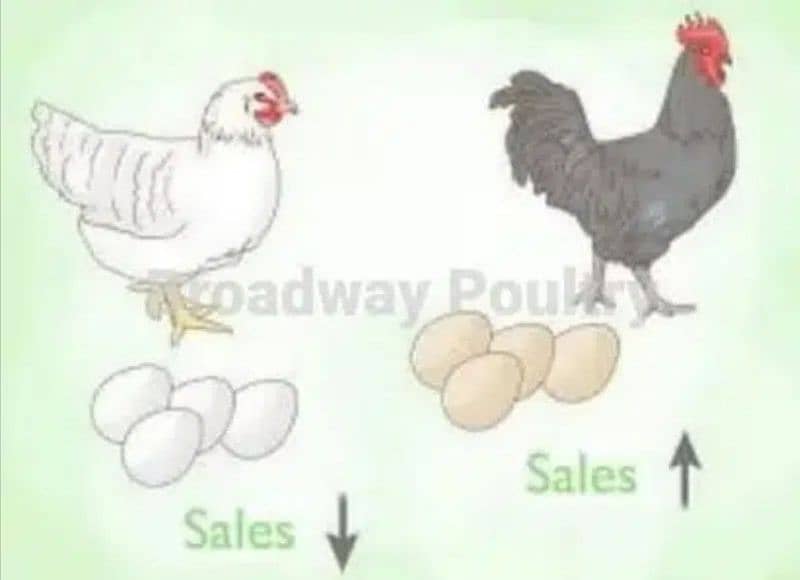 Start Poultry Farming Business | Farm Chick Chicken Broiler Layer Hens 1