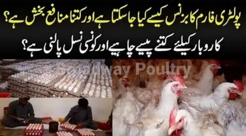 Start Poultry Farming Business | Farm Chick Chicken Broiler Layer Hens 2