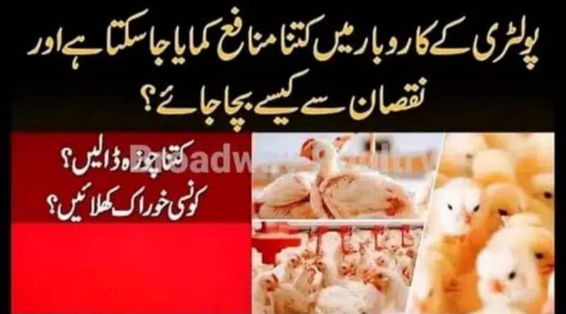 Start Poultry Farming Business | Farm Chick Chicken Broiler Layer Hens 3