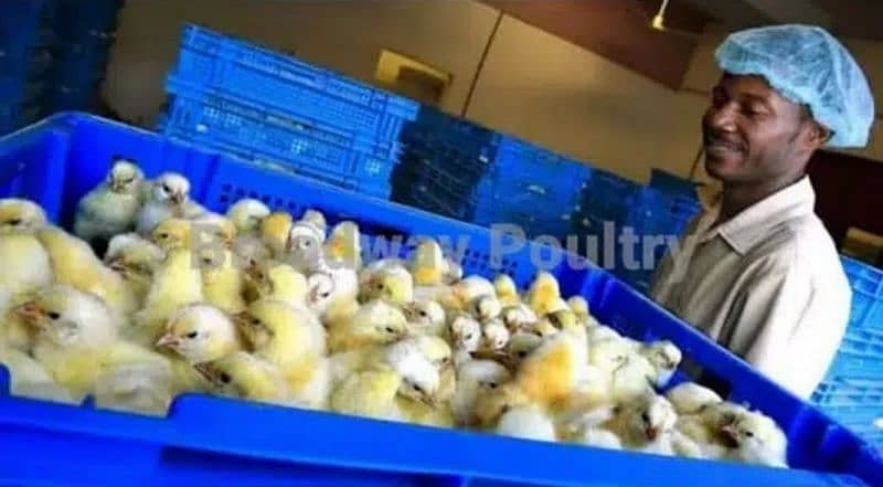 Start Poultry Farming Business | Farm Chick Chicken Broiler Layer Hens 4